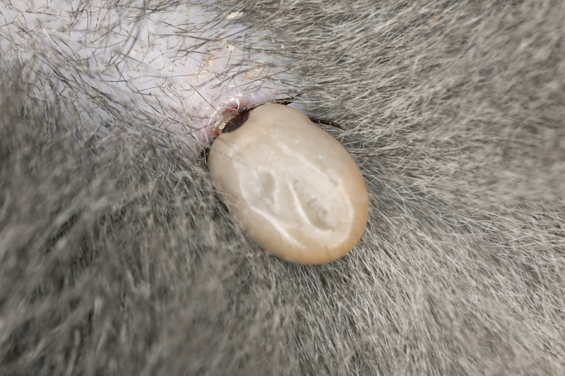 Fleas and Ticks on Cats Pet Insurance Review